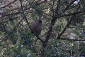 A Plain Laughingthrush perched on a branch surrounded by thin green leaves and blue berries.
