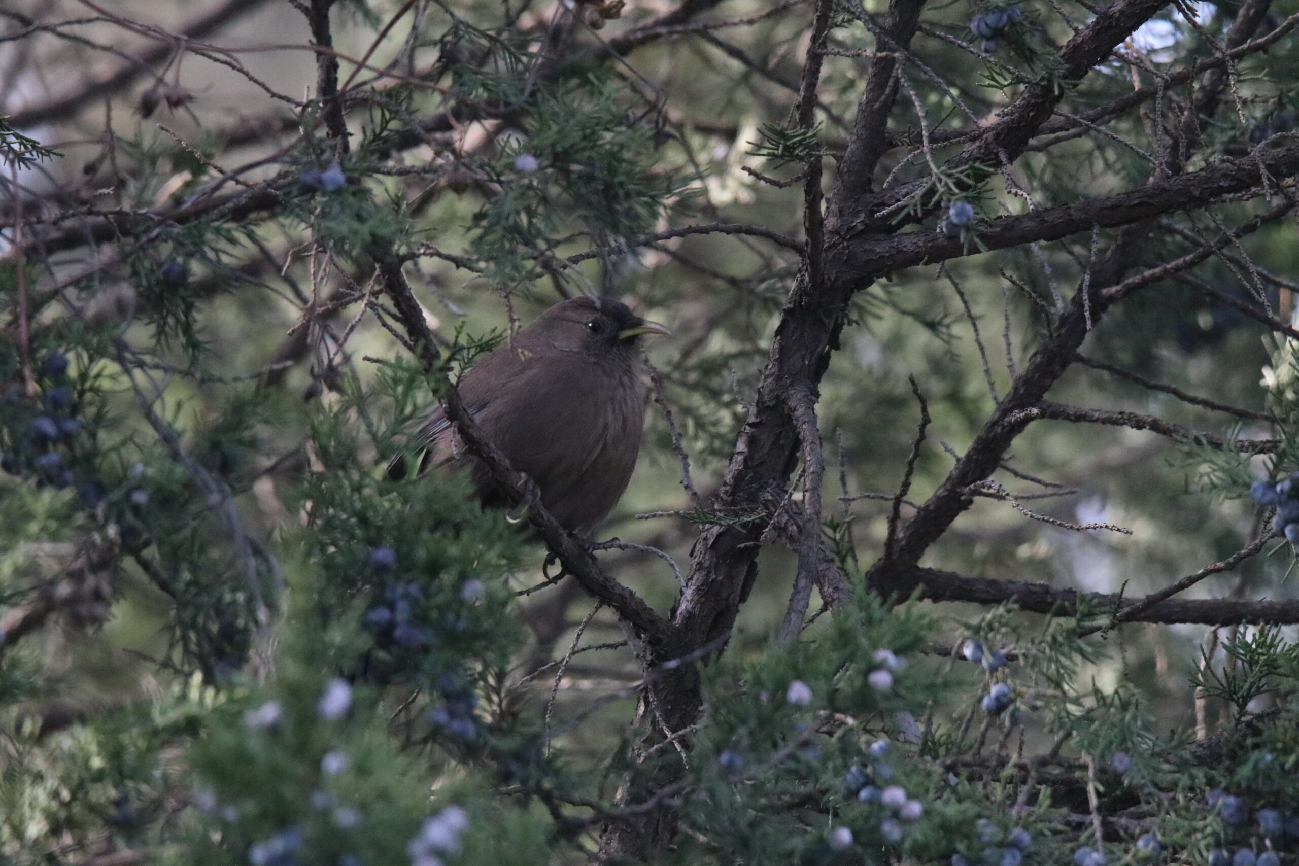 A Plain Laughingthrush perched on a branch surrounded by thin green leaves and blue berries.