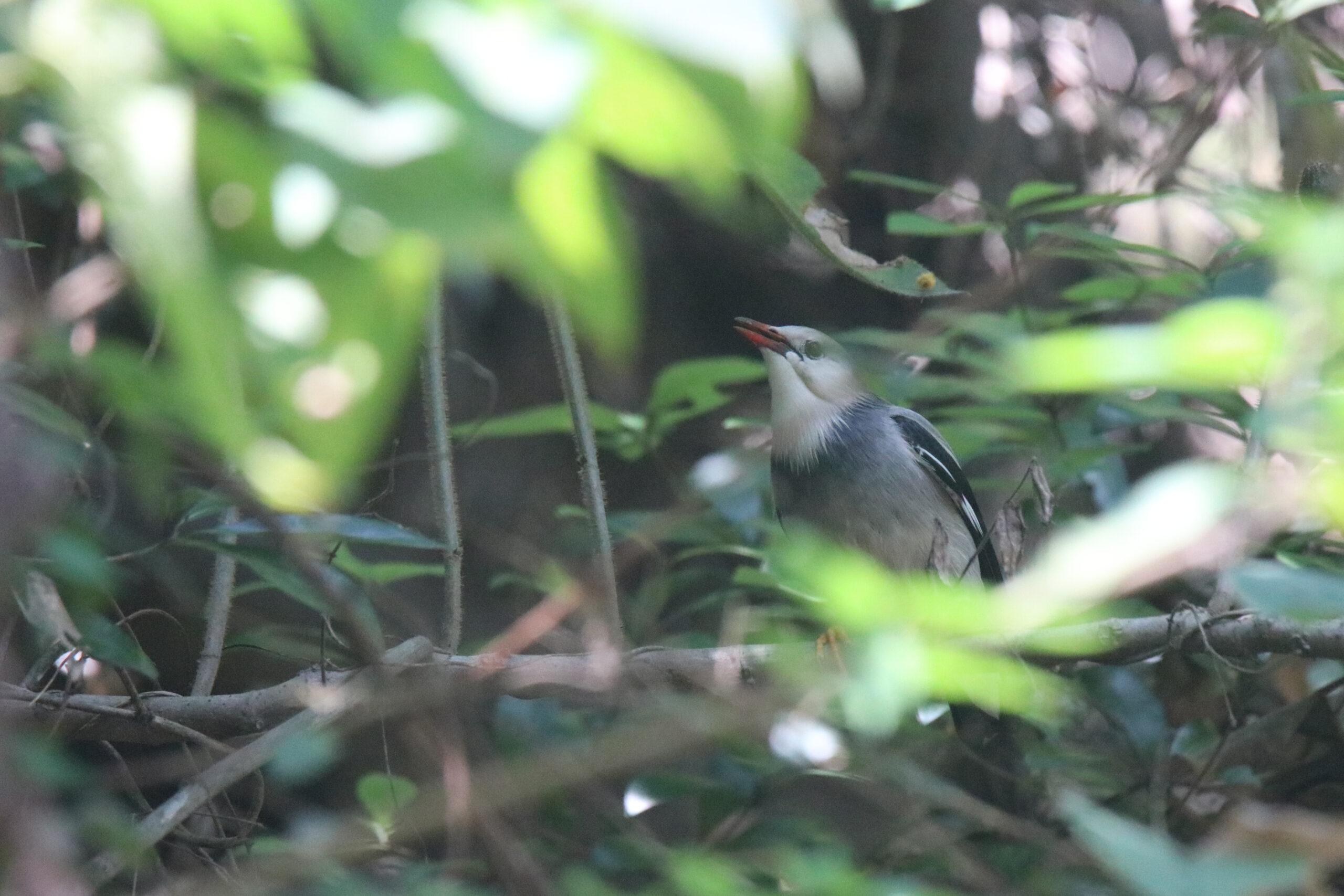 A small, grey bird called Red-billed Starling with distinctive white wing perches on a branch amidst lush green foliage. The bird has a dark grey head and neck, with a white patch on its throat. Its beak is small and dark. The background is a dense collection of green leaves and branches, creating a natural, leafy environment.