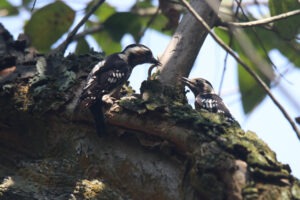 A Grey-capped pygmy woodpecker and its fledgling perch on a mossy, lichen-covered branch, with the adult carefully feeding its young in an intimate natural moment.