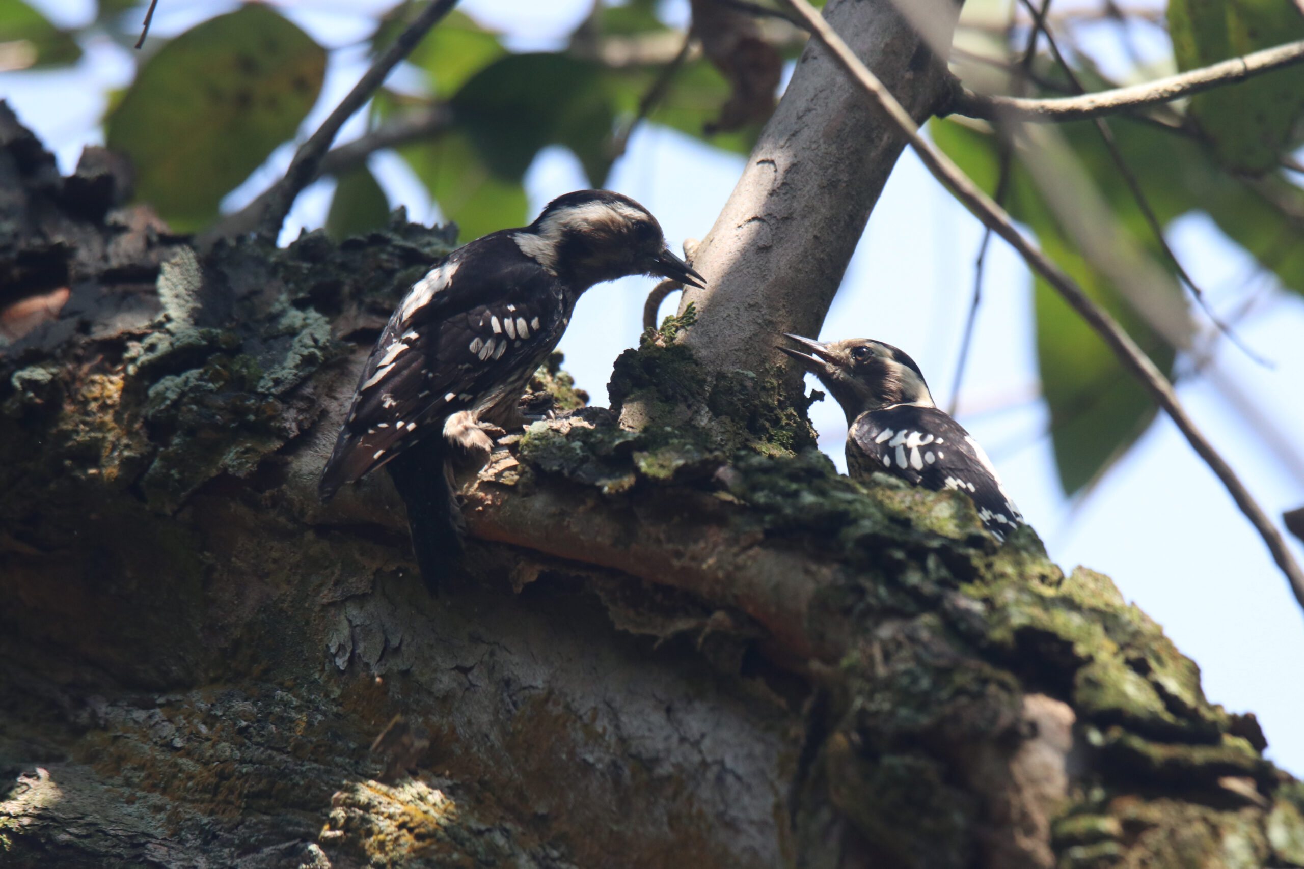 A Grey-capped pygmy woodpecker and its fledgling perch on a mossy, lichen-covered branch, with the adult carefully feeding its young in an intimate natural moment.