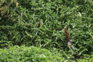 A Pond Heron in its vibrant breeding plumage stands amidst dense green foliage with small white flowers. The bird features a distinctive deep chestnut-brown head and neck, a dark slate-blue back, and a white lower body and wings. Its long yellow bill has a distinct blue base.