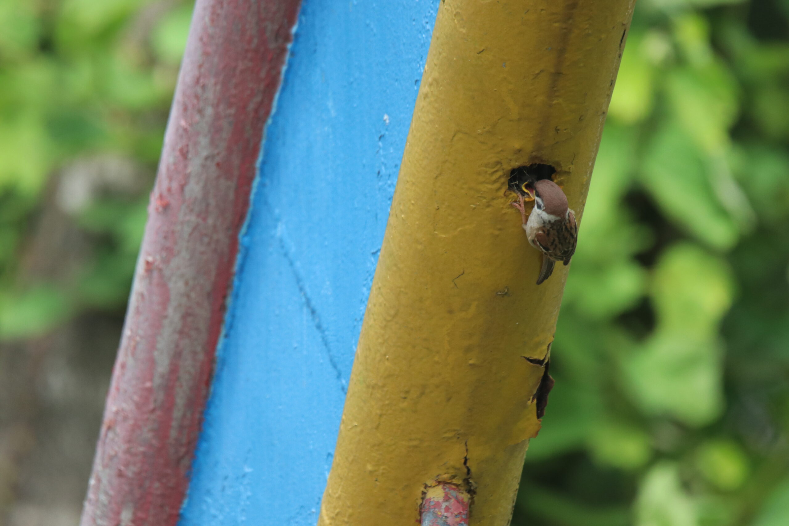 Close-up of an Eurasian Tree Sparrow feeding a tiny chick inside a hollow yellow metal pipe with blue and red trim.