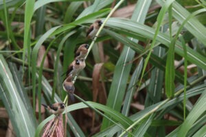 Six small brown birds sit in a neat line on a long stem among tall green grass leaves.