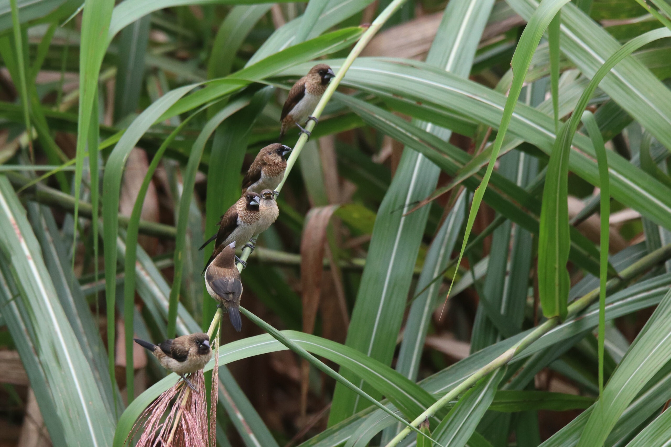 Six small brown birds sit in a neat line on a long stem among tall green grass leaves.