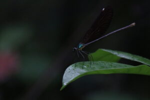 A dark damselfly with a metallic green body and black wings rests on a wet green leaf.