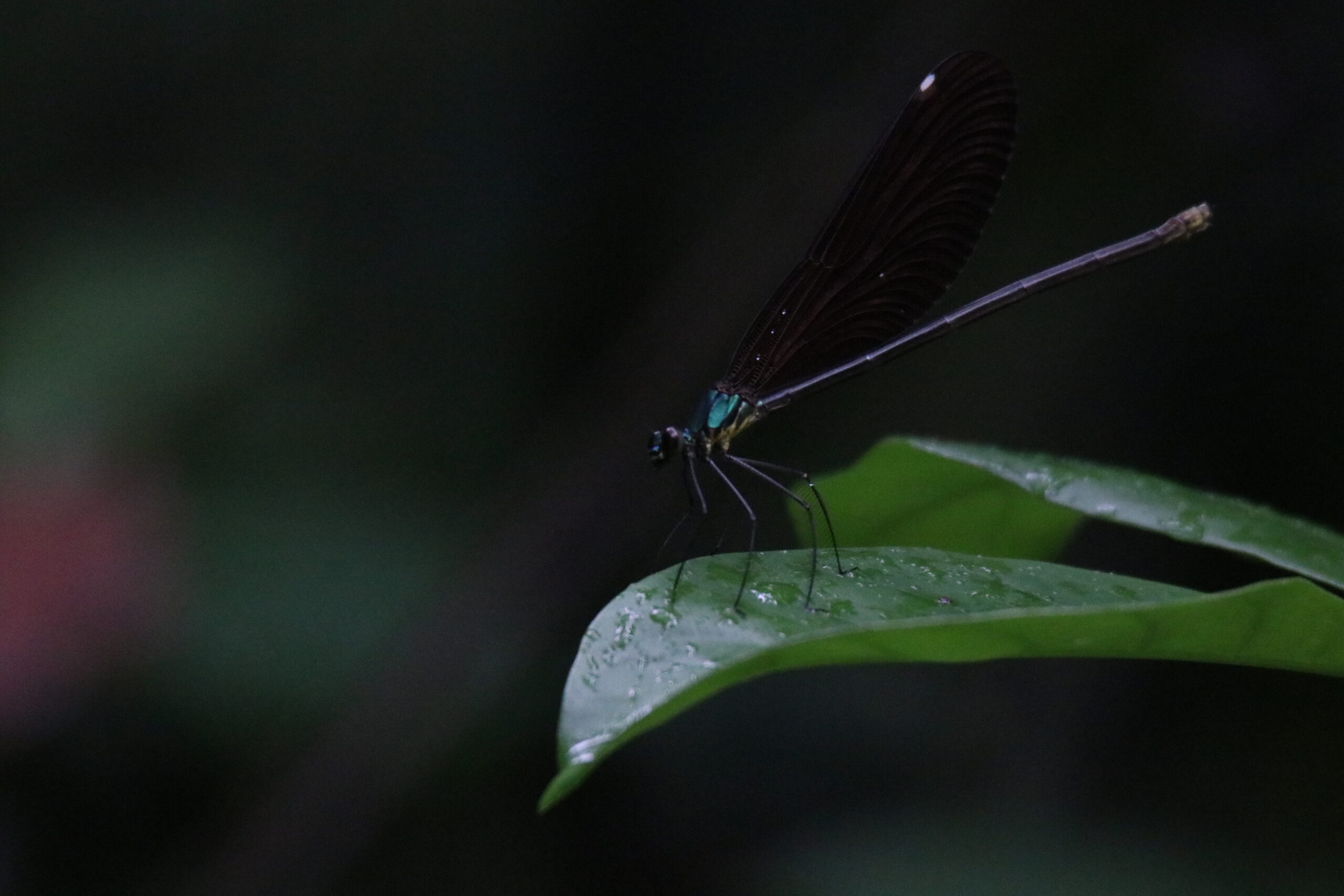 A dark damselfly with a metallic green body and black wings rests on a wet green leaf.