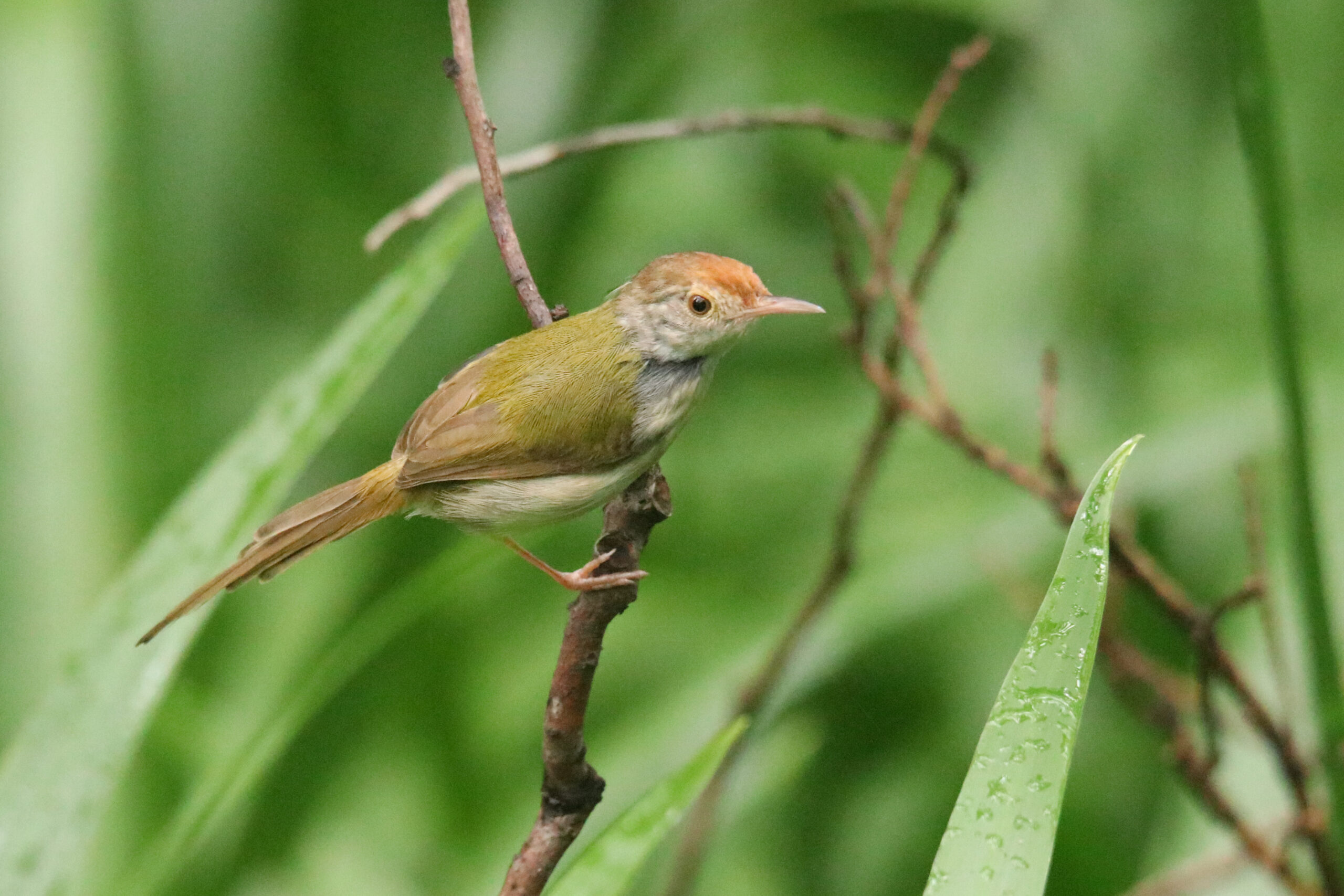 A small, light-brown bird called Common Tailorbird with a reddish cap perches on a thin twig with blurred web green grass in the background.