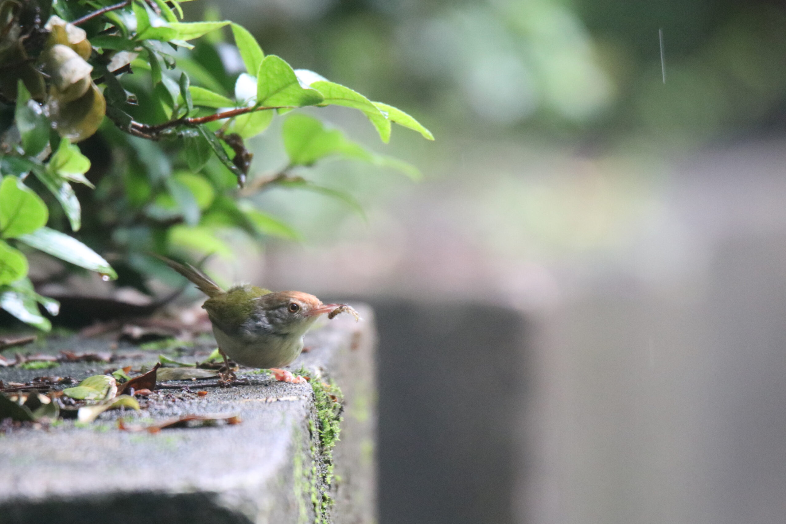 A Common Tailor with a reddish-brown crown, a greenish-yellow back, and a pale grey belly stands on the mossy edge of a concrete ledge. The bird is holding a small insect in its narrow beak. In the background, soft green leaves hang down from the upper left corner, while the rest of the background is smoothly blurred out of focus.