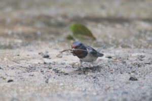 A barn swallow on the ground holds small twigs and mud in its beak to build a nest.