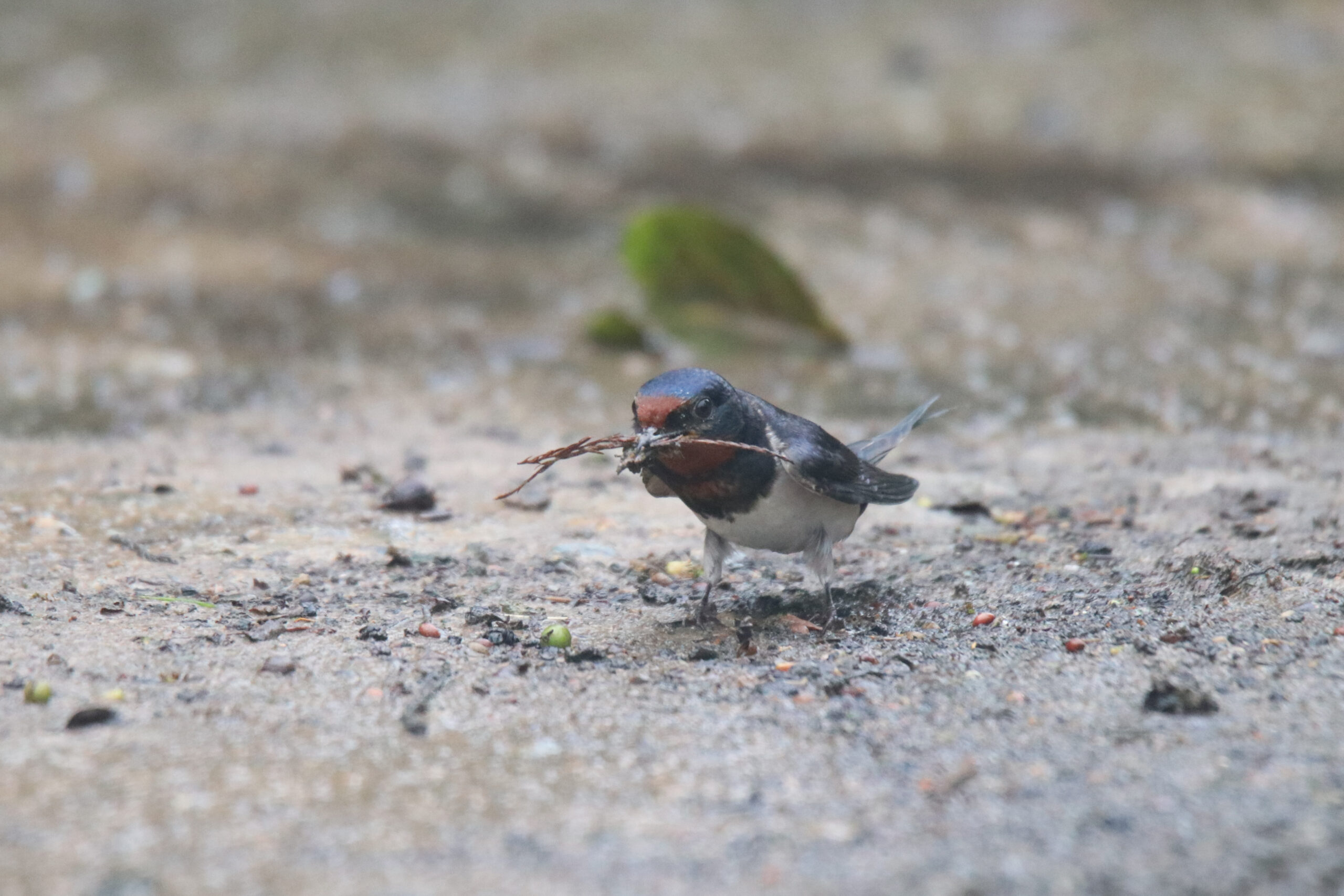 A barn swallow on the ground holds small twigs and mud in its beak to build a nest.