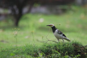 A black-collared starling with a yellow patch around its eye stands on a grassy hill next to a small twig.