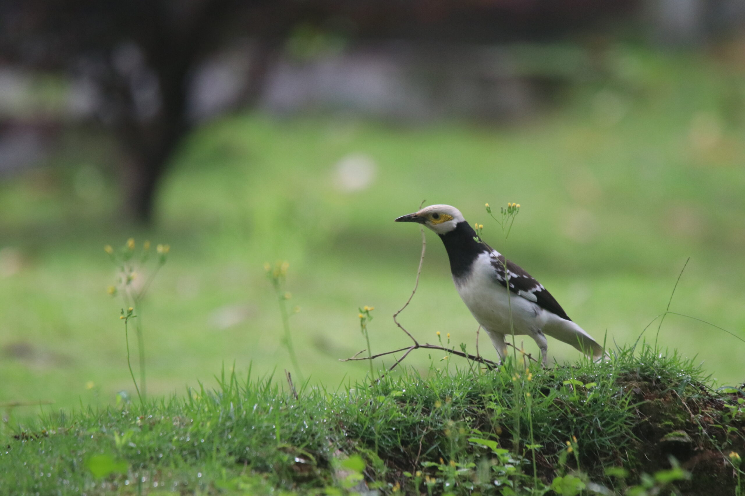 A black-collared starling with a yellow patch around its eye stands on a grassy hill next to a small twig.