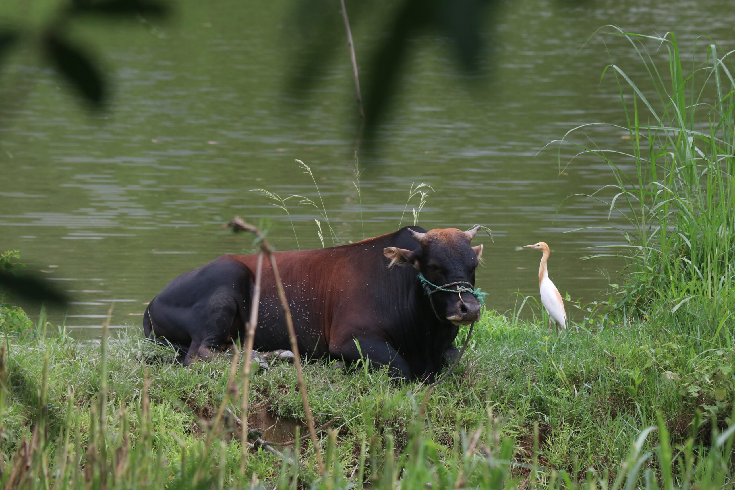 A large, dark brown bull rests on a grassy bank beside a murky green pond. The bull wears a blue and black halter. A cattle egret stands nearby, looking towards the bull. Tall green grasses frame the image. 