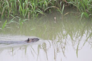 A brown beaver swims in a calm, murky river at a wetland park. The water is partially obscured by tall green reeds and reflections create ripples on the surface.
