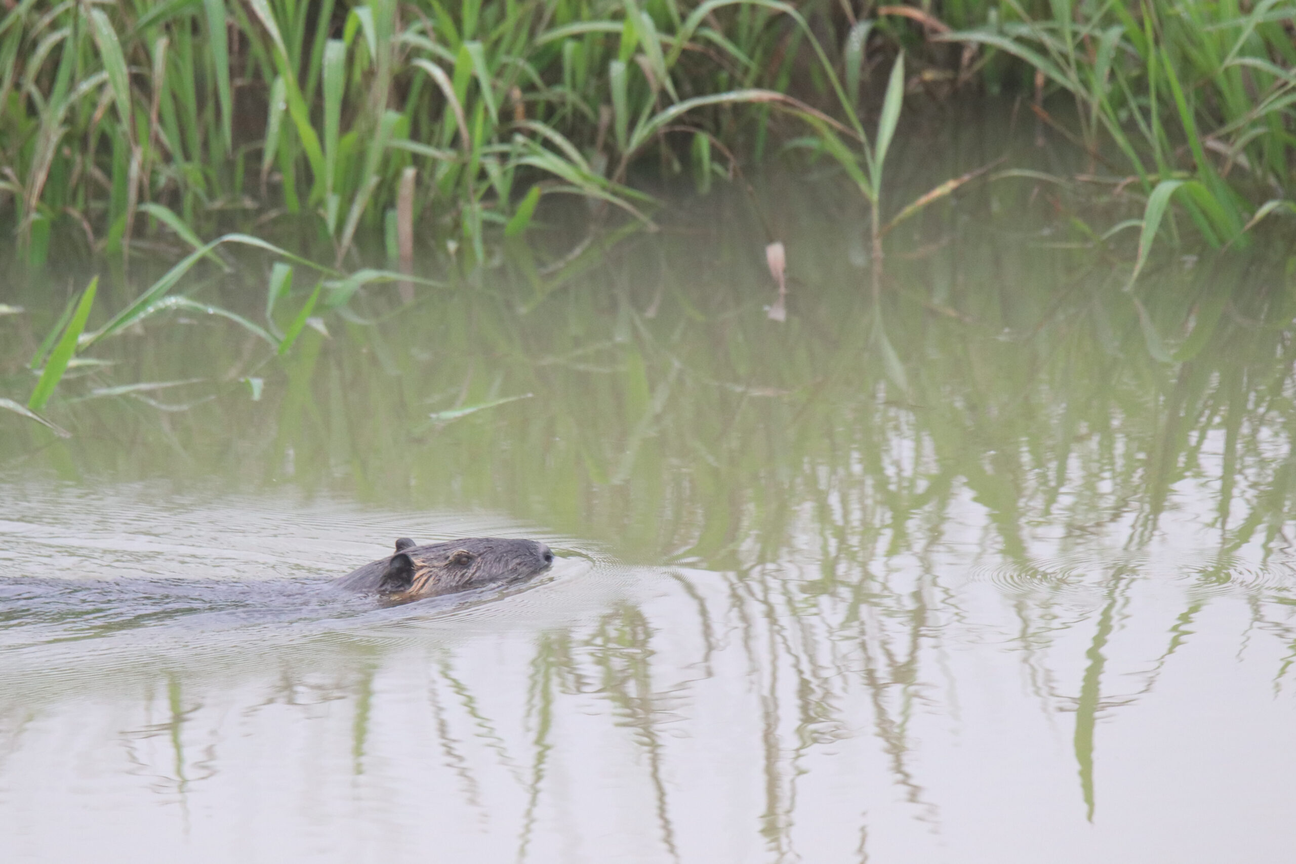 A brown beaver swims in a calm, murky river at a wetland park. The water is partially obscured by tall green reeds and reflections create ripples on the surface.