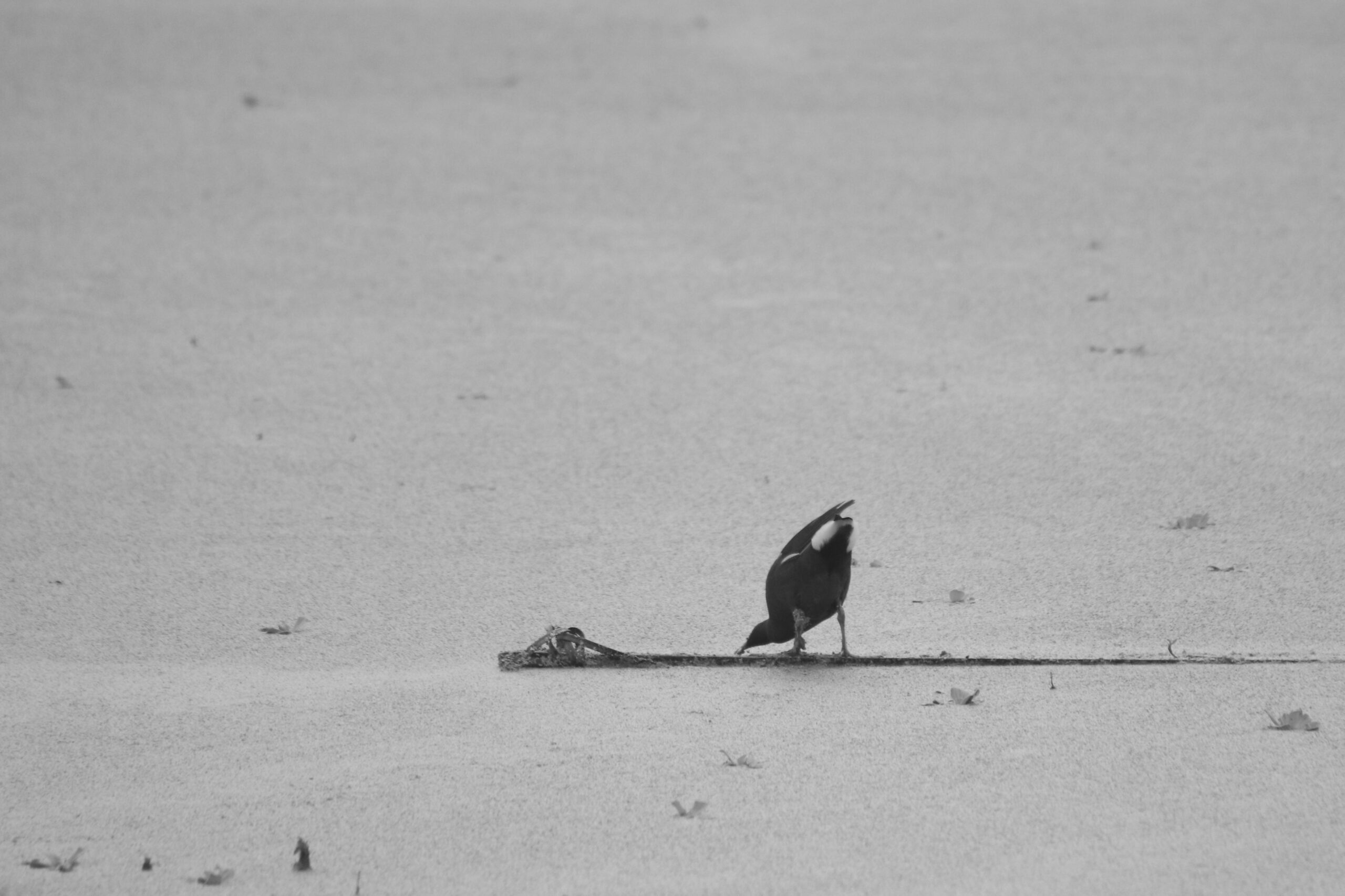 A camera-native monochrome shot of a dark bird called Common Moorhen stands on a floating log in a lake fully covered with green algae. The bird appears to be either drinking water or eating the algae. 
