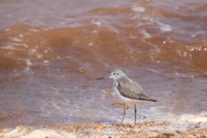 A Common Greenshank stands on a pebbly beach with reddish-brown waves in the background.