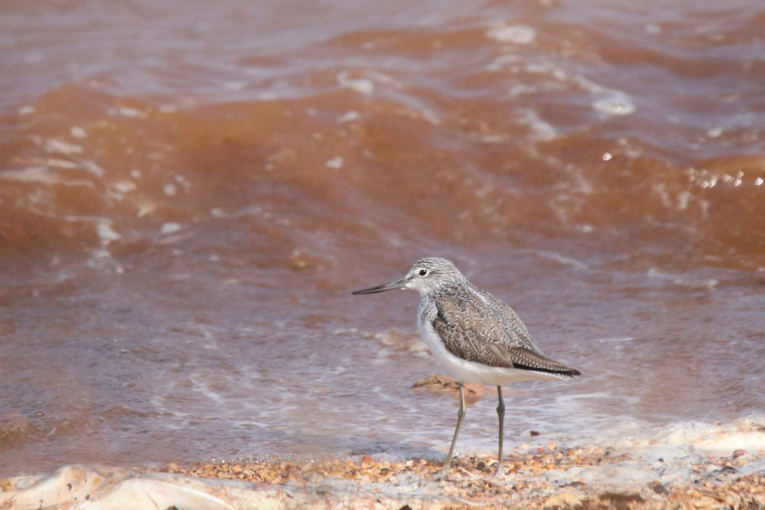 A Common Greenshank stands on a pebbly beach with reddish-brown waves in the background.