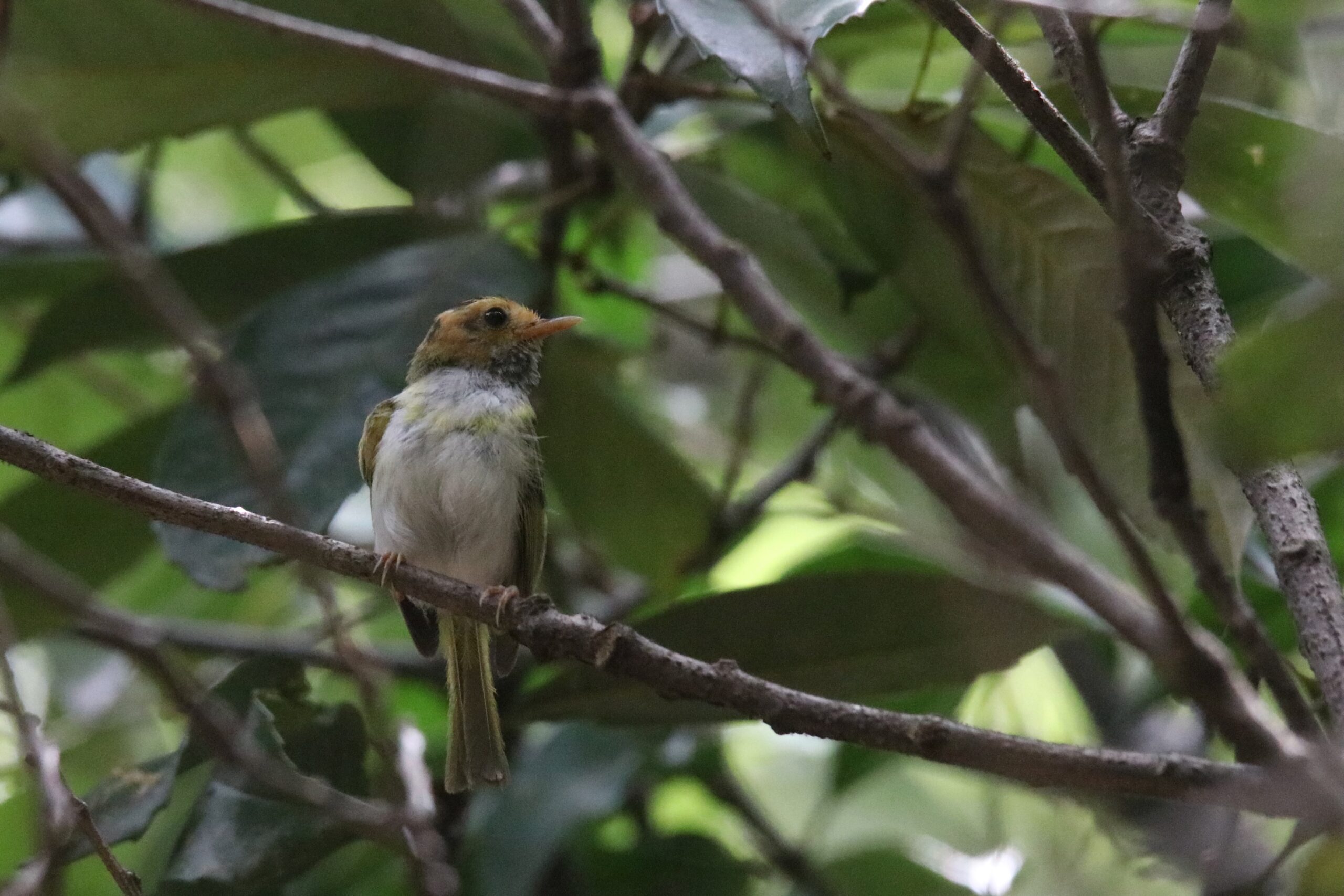 A small Rufous-faced Warbler perches on a thin branch. It's a colorful songbird, green above, white below, with orange face, pale yellow breast band, black lateral crown stripes, and sparse black streaking on the throat. Background is blurred with green leaves.

