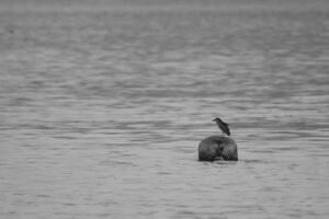 A camera-native monochrome shot of a night heron perched atop a large, round floating item in calm water. The water is smooth, reflecting the sky and creating a sense of stillness.
