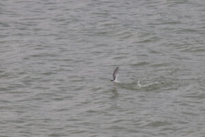 A little tern is captured mid-flight above choppy grey water. The bird’s wing is extended upwards as it just splashes out of the water, creating a small ripple.