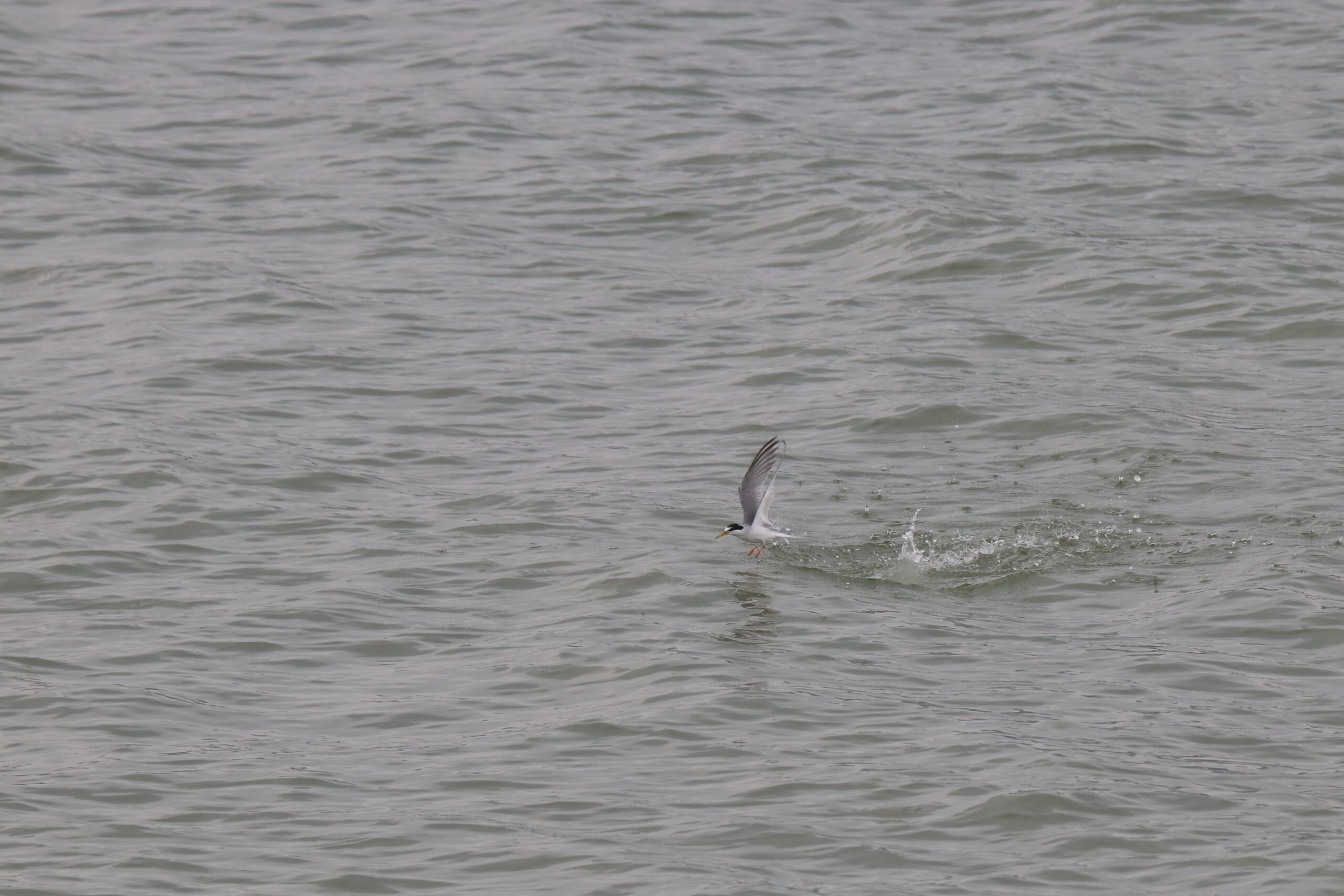 A little tern is captured mid-flight above choppy grey water. The bird’s wing is extended upwards as it just splashes out of the water, creating a small ripple.