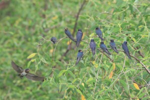 A cluster of barn swallows perched on a branch of a leafy tree at a wetland park. Several birds are closely packed together. One swallow is in mid-flight, its wings spread as it flies into the camera. The branches are covered in green leaves, creating a dense, natural backdrop for the birds.