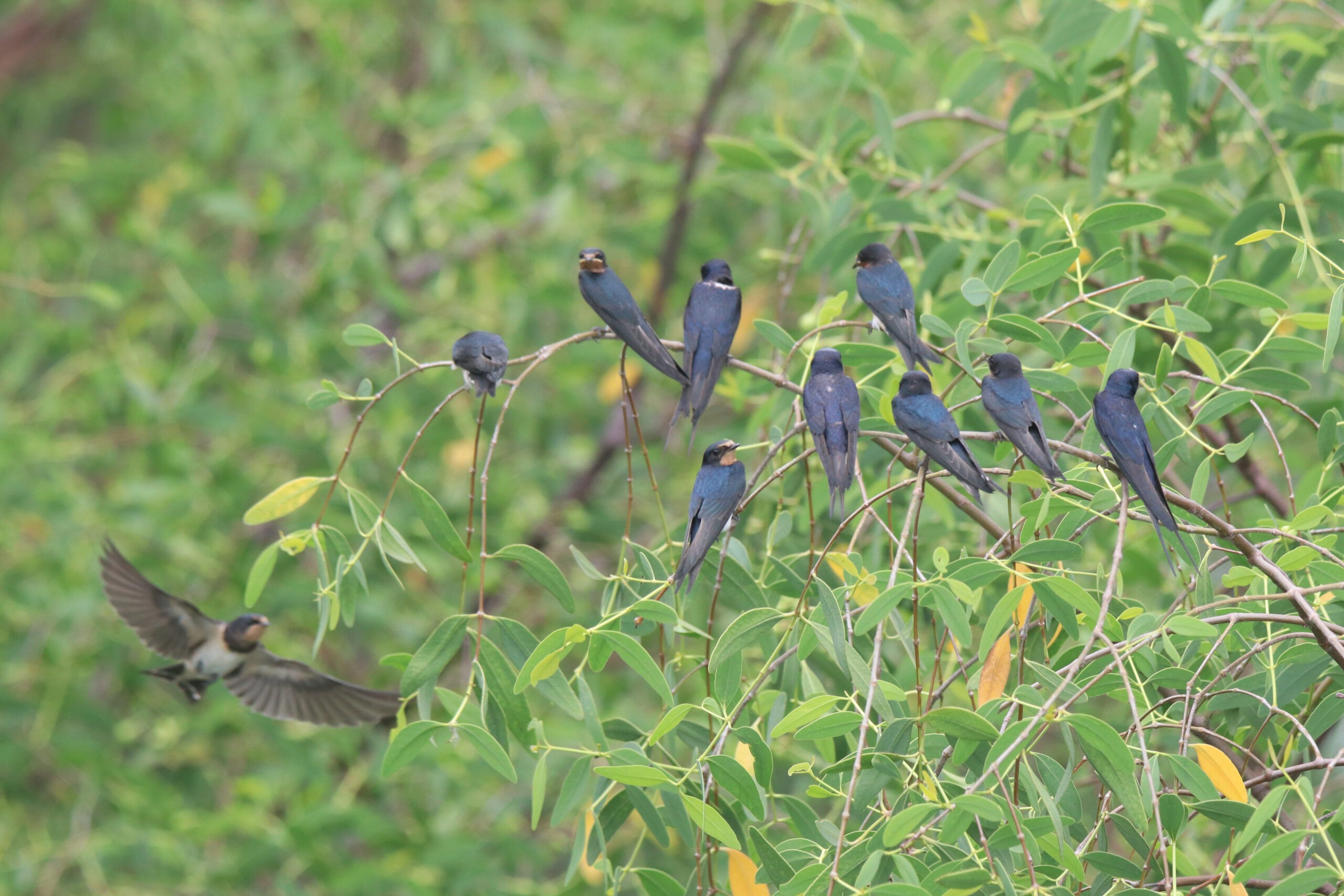 A cluster of barn swallows perched on a branch of a leafy tree at a wetland park. Several birds are closely packed together. One swallow is in mid-flight, its wings spread as it flies into the camera. The branches are covered in green leaves, creating a dense, natural backdrop for the birds.