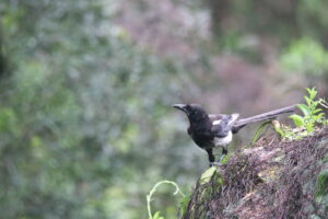 An Oriental Magpie stands on a thick, tangled, brown branch covered in green vines. The bird is alert, looking slightly to
to the side with a pointed beak. The background is blurred with lush green foliage.