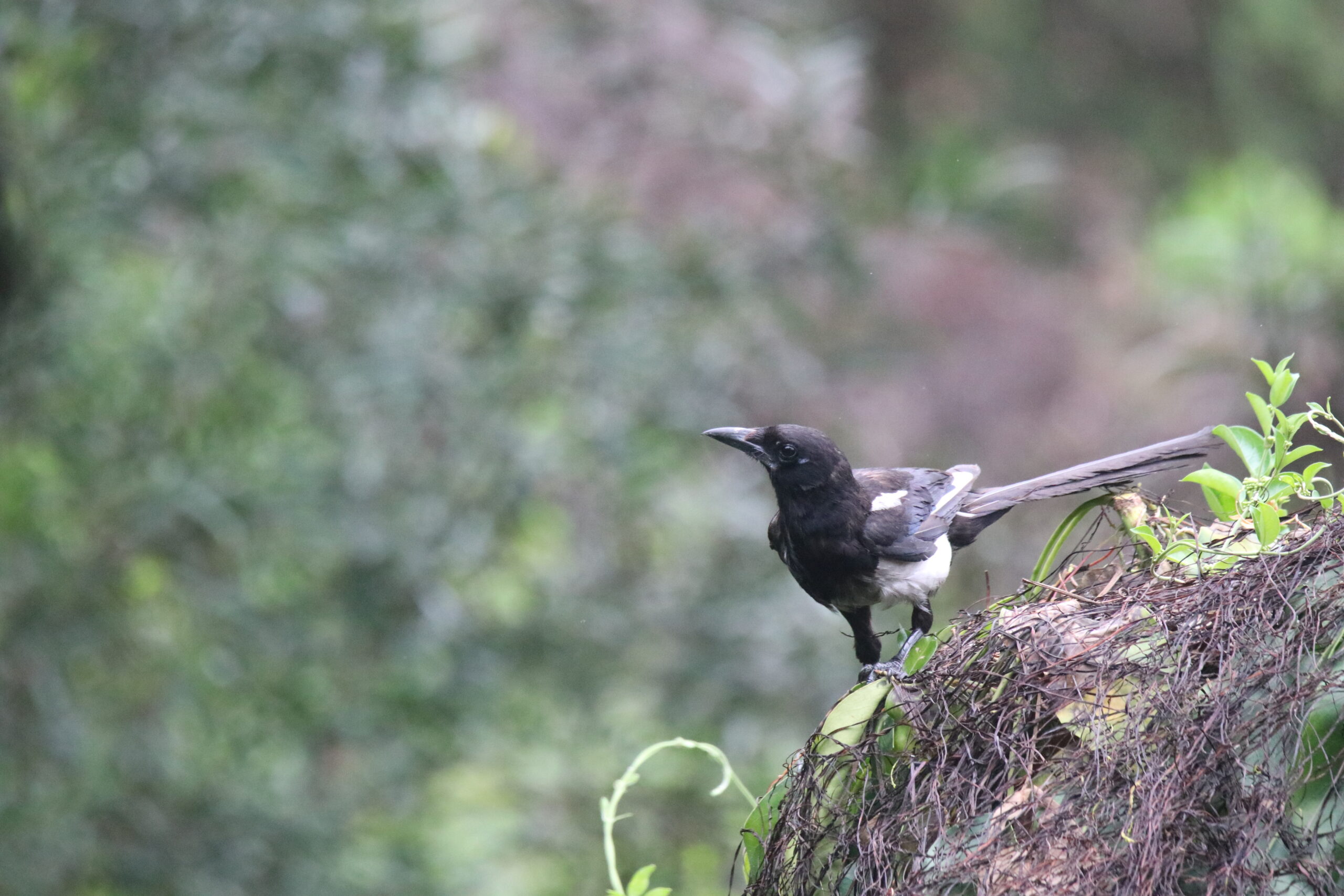 An Oriental Magpie stands on a thick, tangled, brown branch covered in green vines. The bird is alert, looking slightly to
to the side with a pointed beak. The background is blurred with lush green foliage.