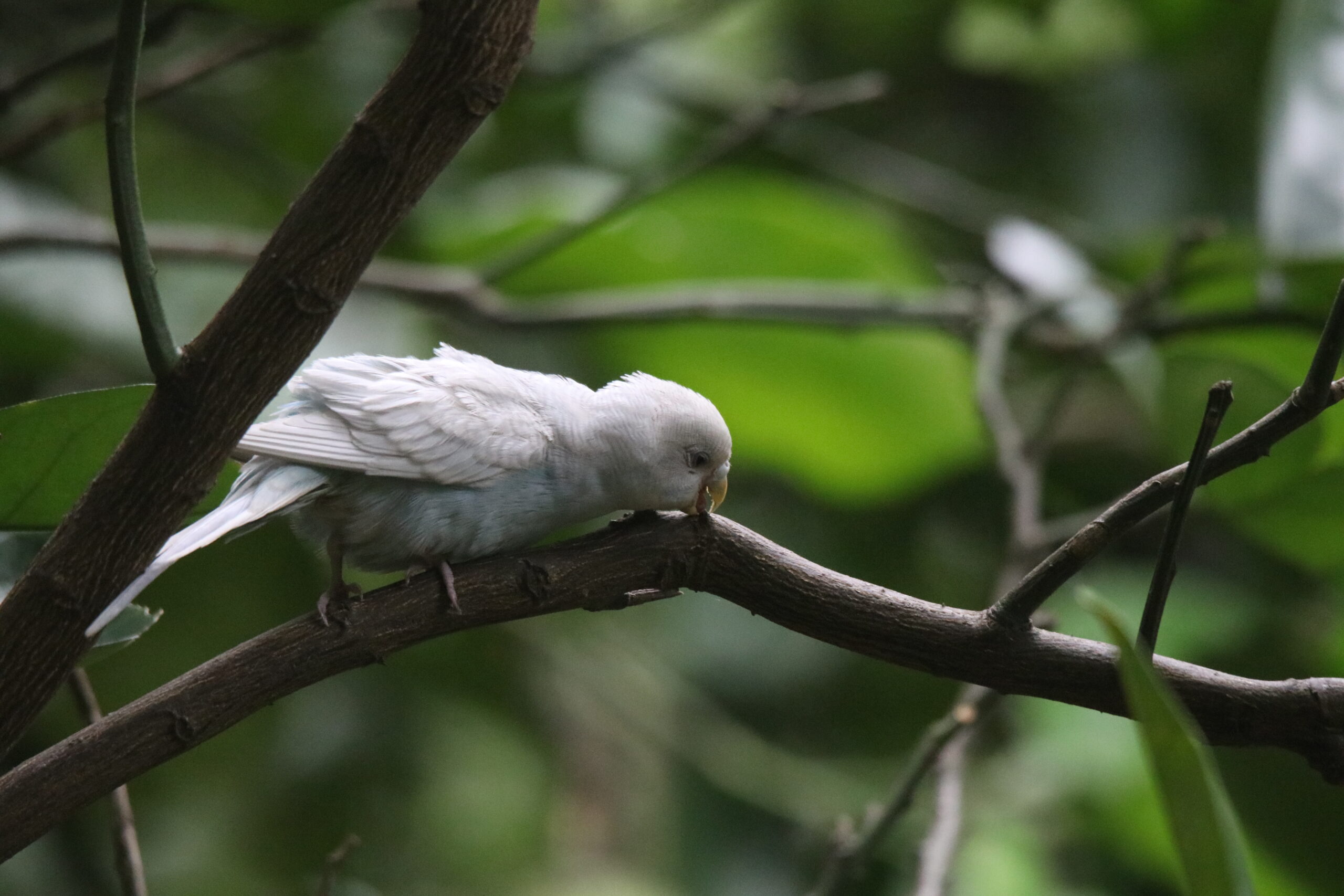 A fluffy parrot perches on a dark brown tree branch, partially obscured by green leaves. The bird has a small, yellow beak and white feathers. Its wings are slightly spread, and it appears to be feeding on something within the branch. The background is blurred, consisting primarily of more green leaves and branches, creating a natural, leafy setting.