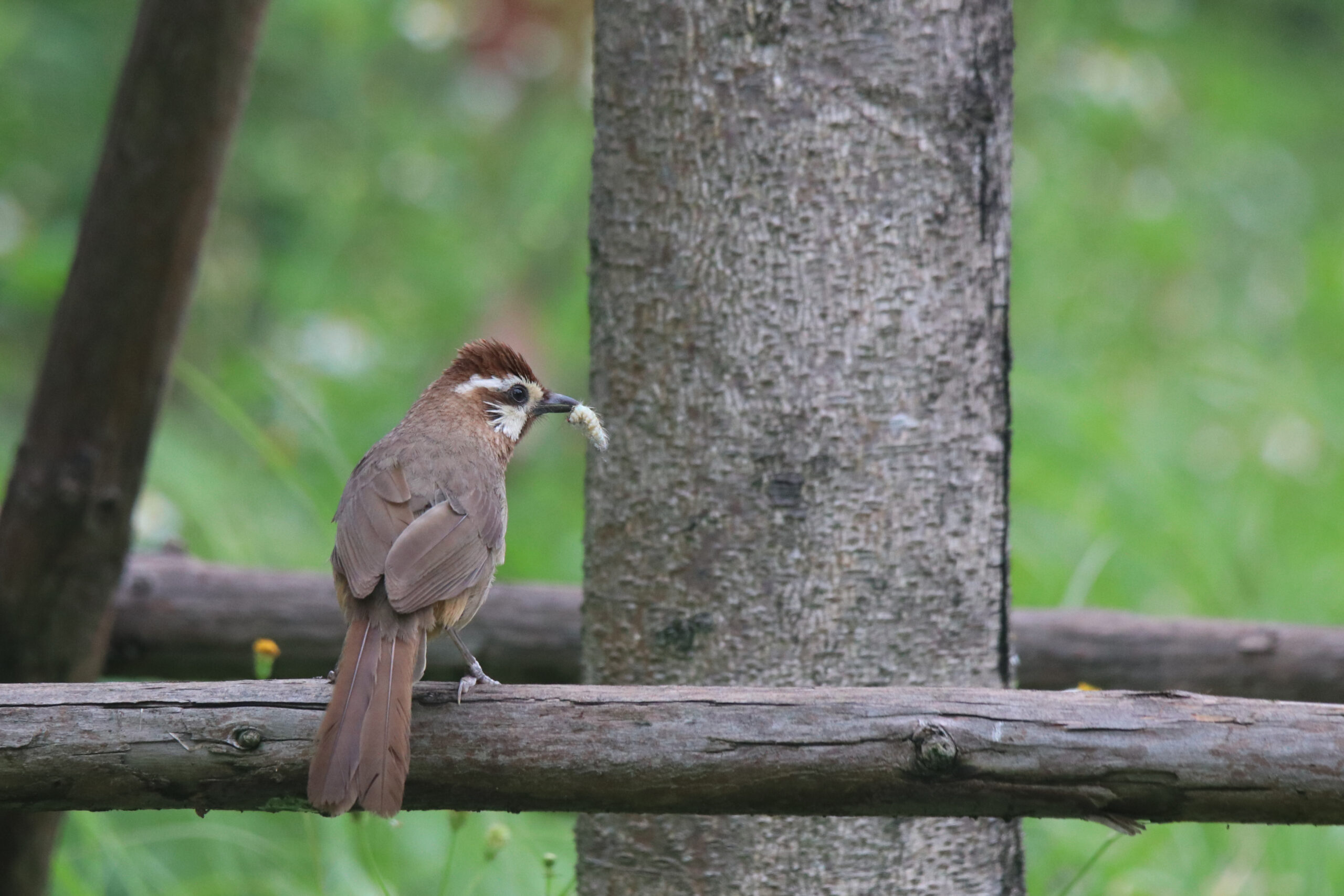 A small, brown bird called White-browed Laughingthrush with a prominent crest perches on a weathered wooden fence post. The bird holds a small bug in its beak. Its feathers are a mottled brown and grey, and its tail is long and slightly curved. The fence post is rough and textured, with visible wood grain.