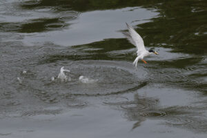 A little tern is captured mid-flight, splashing out of a body water creating a small ripple. The bird is holding a fish in its beak. The background consists of numerous circular water reflections, suggesting a calm, overcast day. The scene conveys a moment of action and the bird’s hunting behavior.