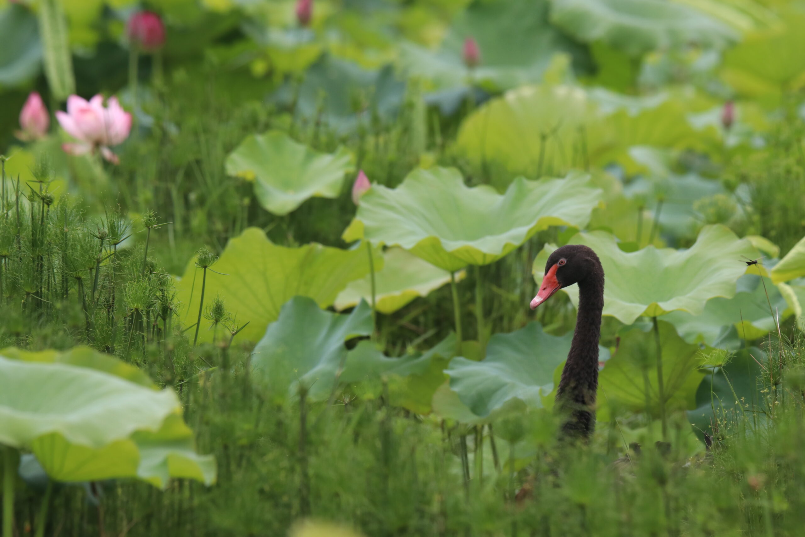 A black swan is partially obscured amidst lush green lily pads and reeds in a serene wetland setting. The swan’s dark plumage contrasts sharply with its bright pink beak and eye. Large, circular lily pads dominate the background, their broad leaves creating a dense, tropical-looking foliage.