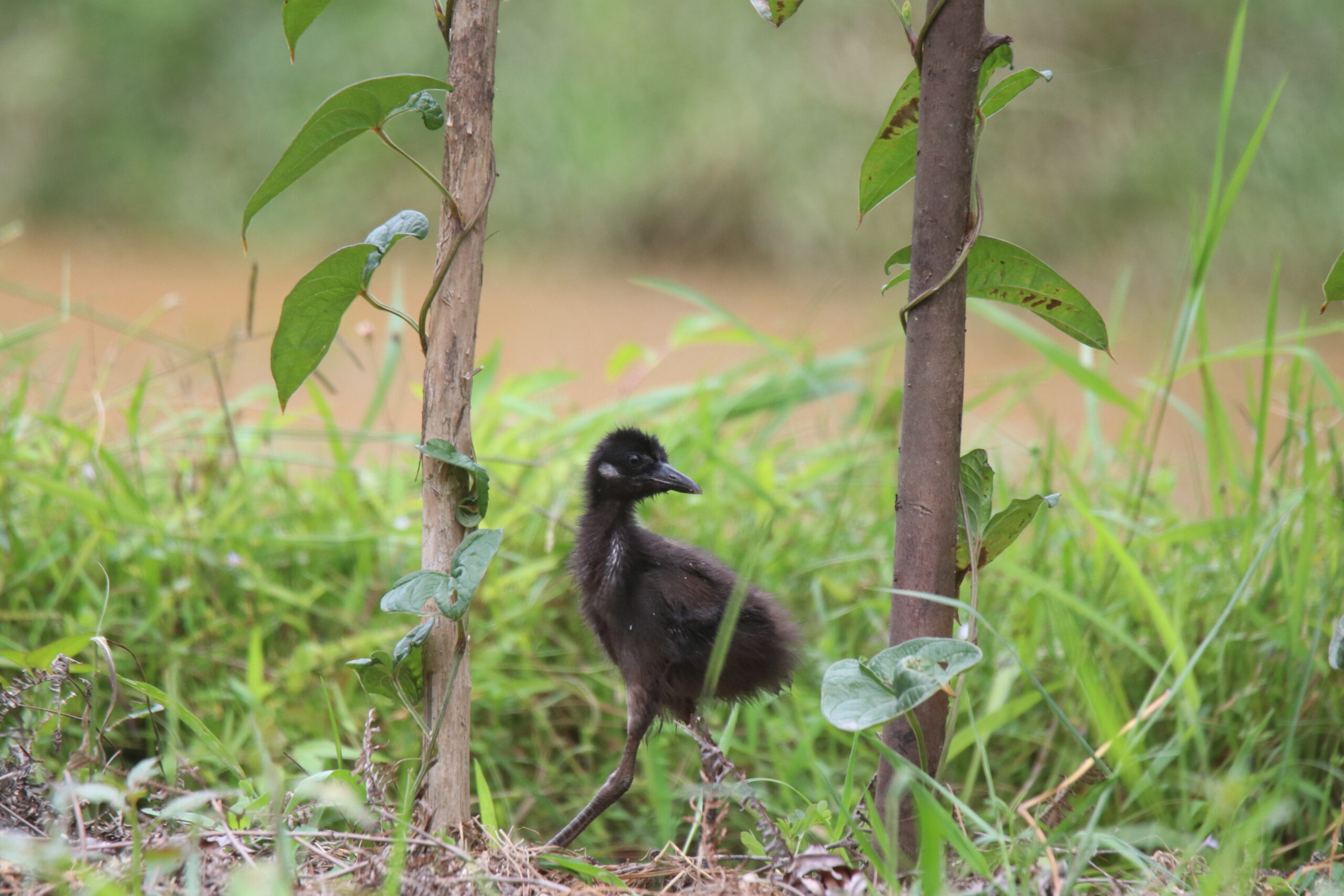 A fluffy, dark grey juvenile White-breasted Waterhen chick stands in a grassy area, partially obscured by a weathered tree trunk and some lush green leaves. The chick has a small, pointed beak. The background is a blurred expanse of grass and
and distant, muted vegetation. The overall scene evokes a sense of tranquility and the vulnerability of a young bird in its habitat.