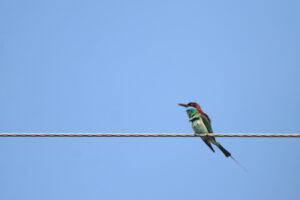 A Blue-throated Bee-eater primarily turquoise with a crimson head and tail, perches on a power wire suspended against a clear, bright blue sky. The bird has an extended, elegant tail. The wire stretches horizontally across the frame, creating a simple, clean composition. The power wire is roughly 30 meters high from the lake below, and the bird will dive into the water surface to catch flies. It's amazing to be able to see that.