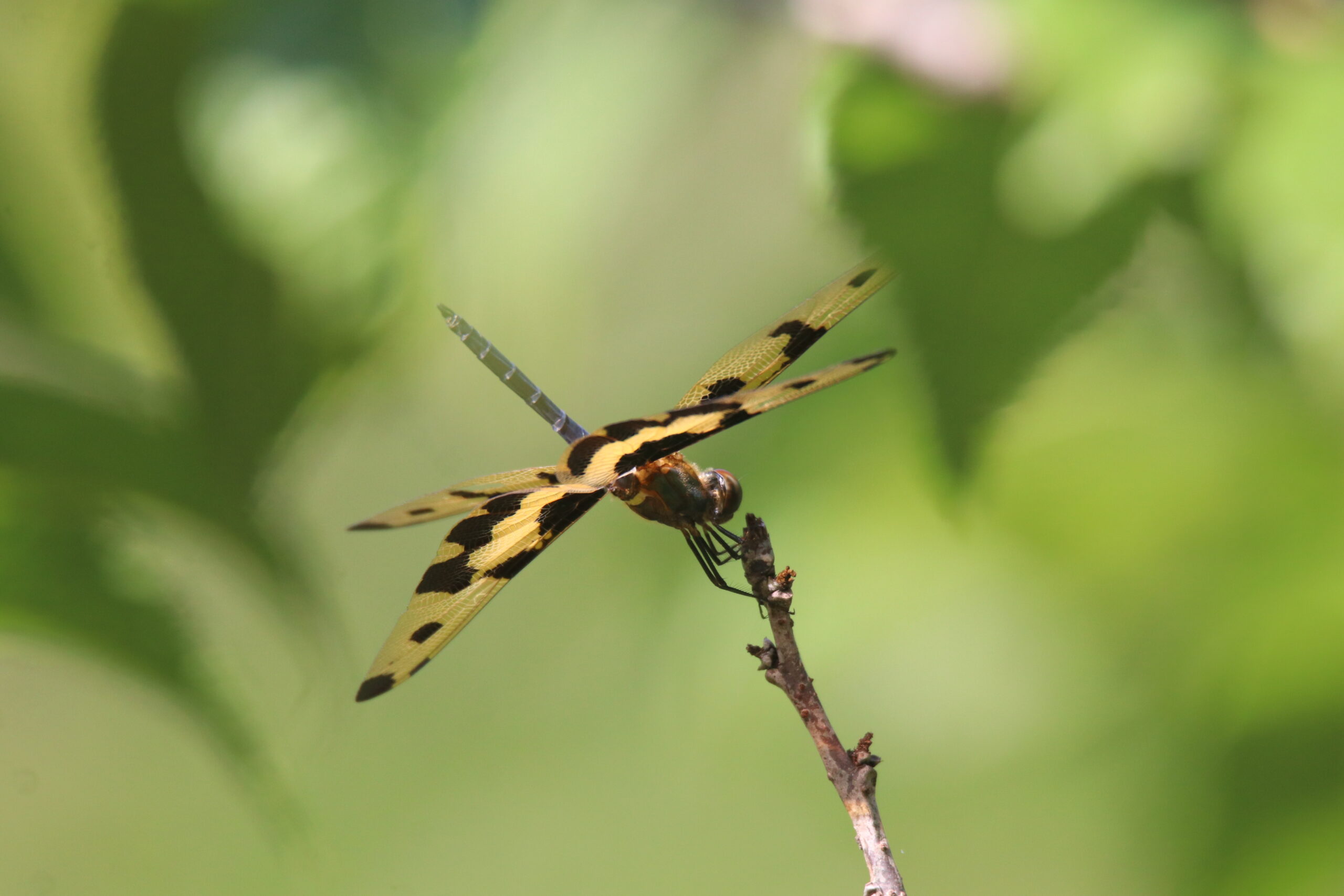 A vibrant dragonfly perches on a slender branch against a backdrop of lush green leaves. The dragonfly exhibits a striking pattern of dark brown and tan markings, with irregular black spots adorning its translucent wings. Its body is a muted brown, and its legs are delicately positioned. The dragonfly’s long, slender abdomen and prominent eyes give it a distinctive 
appearance.