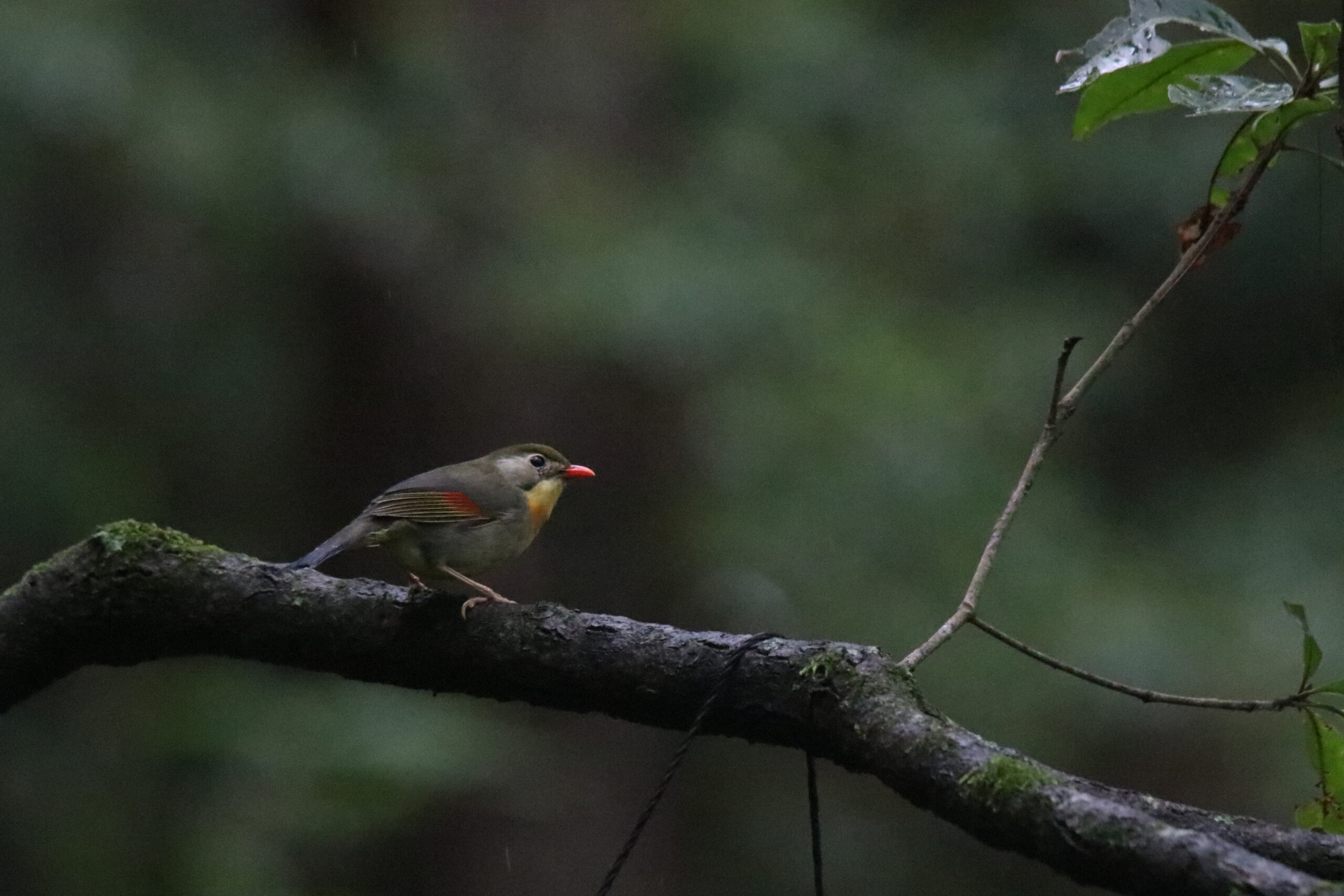 A small bird with a bright red beak and orange-yellow chest sits on a dark branch covered in moss. The background is blurred and dark green, filled with foliage. A few leaves are visible at the top right corner. It's a quiet portrait of the bird in its natural environment.