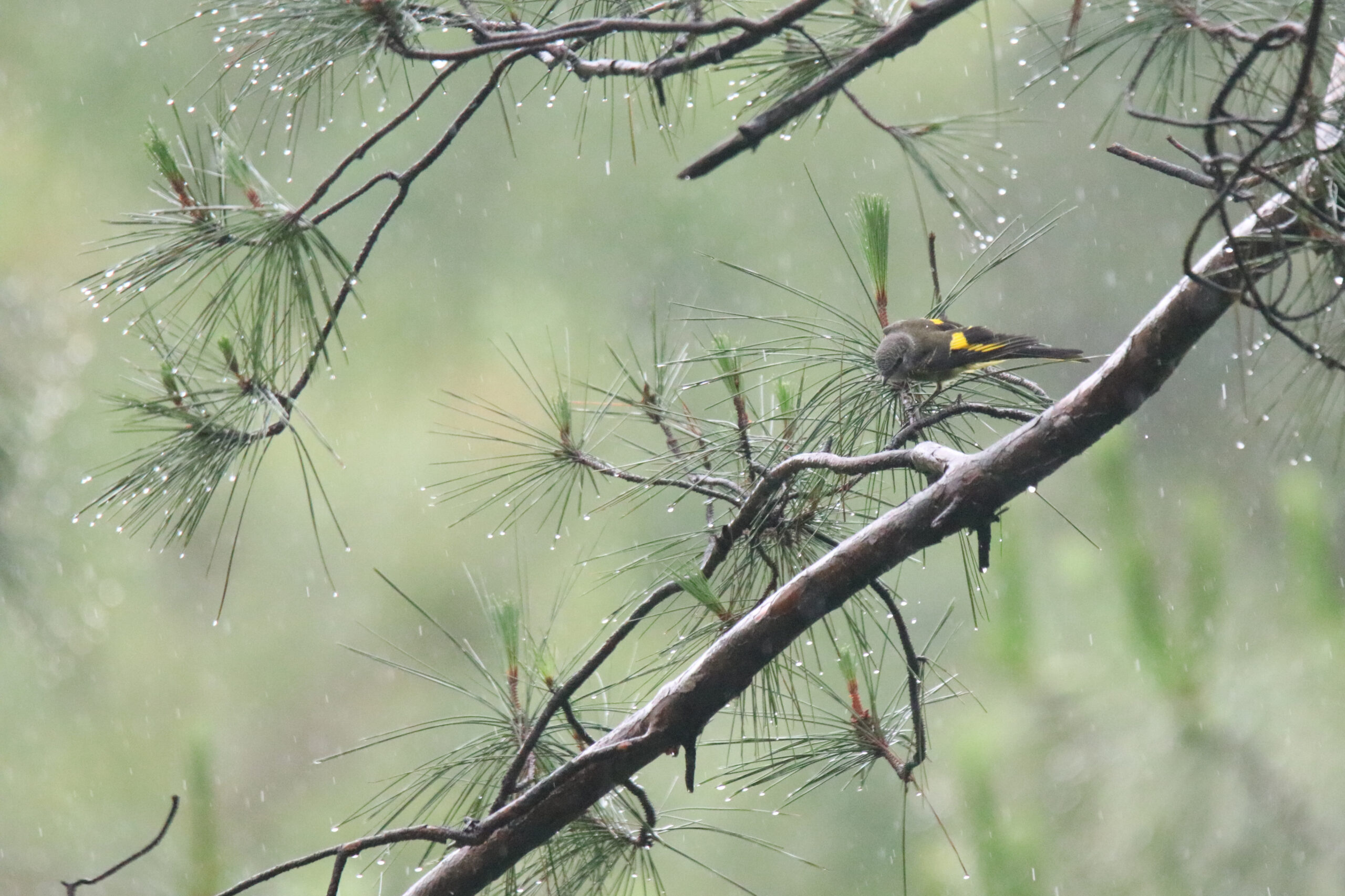 A close-up photograph captures a female Grey-chinned Minivet perched on a pine branch during rainfall. The branch is laden with raindrops, creating glistening water droplets across its needles. The bird itself displays vibrant yellow and black plumage, sharply contrasting against the muted green of the surrounding foliage. Rain obscures parts of the background, giving a soft, blurred effect.
