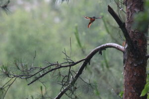 A male Grey-chinned Minivet hovers in the rain beside a pine tree, with blurred wings in motion and a soft green forest background.