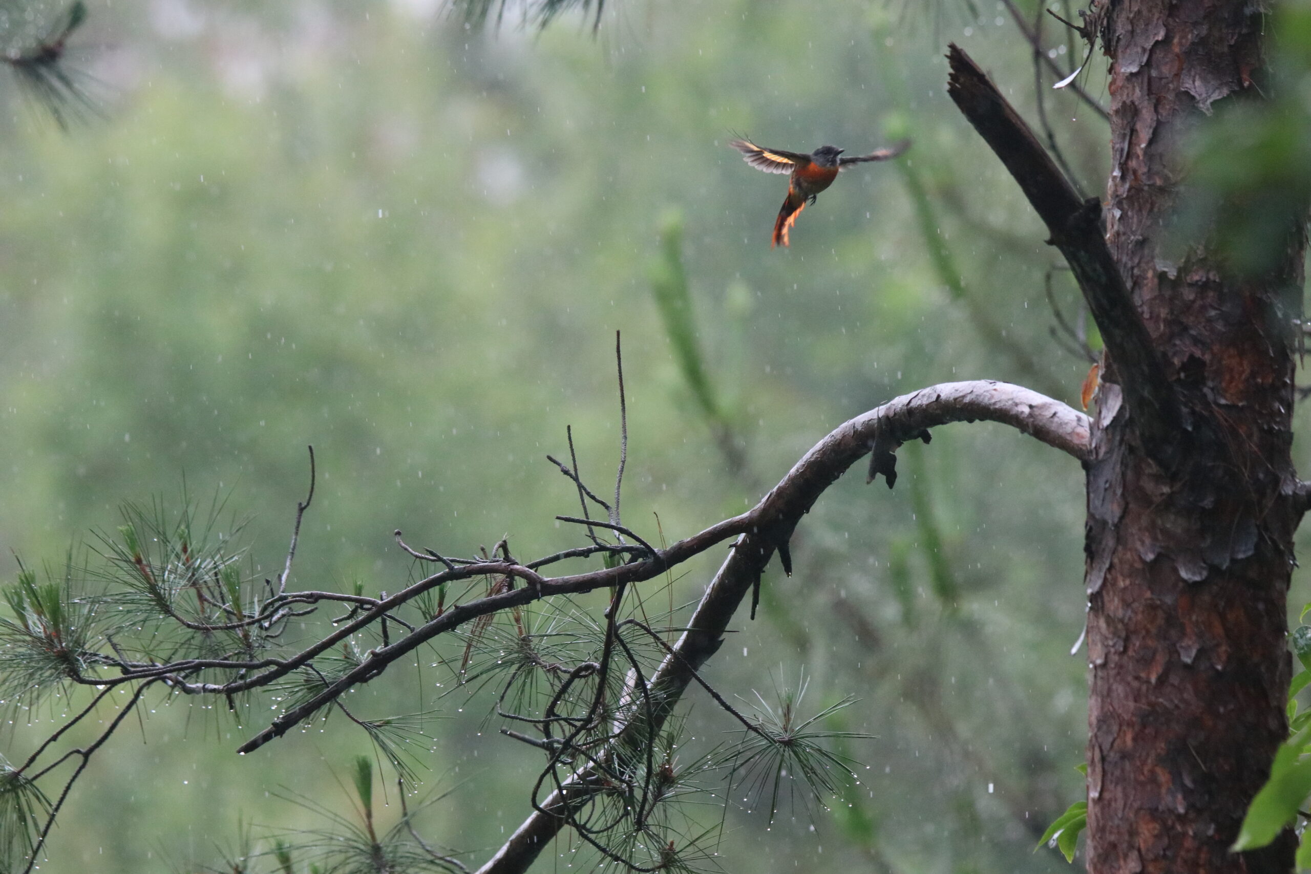 A male Grey-chinned Minivet hovers in the rain beside a pine tree, with blurred wings in motion and a soft green forest background.