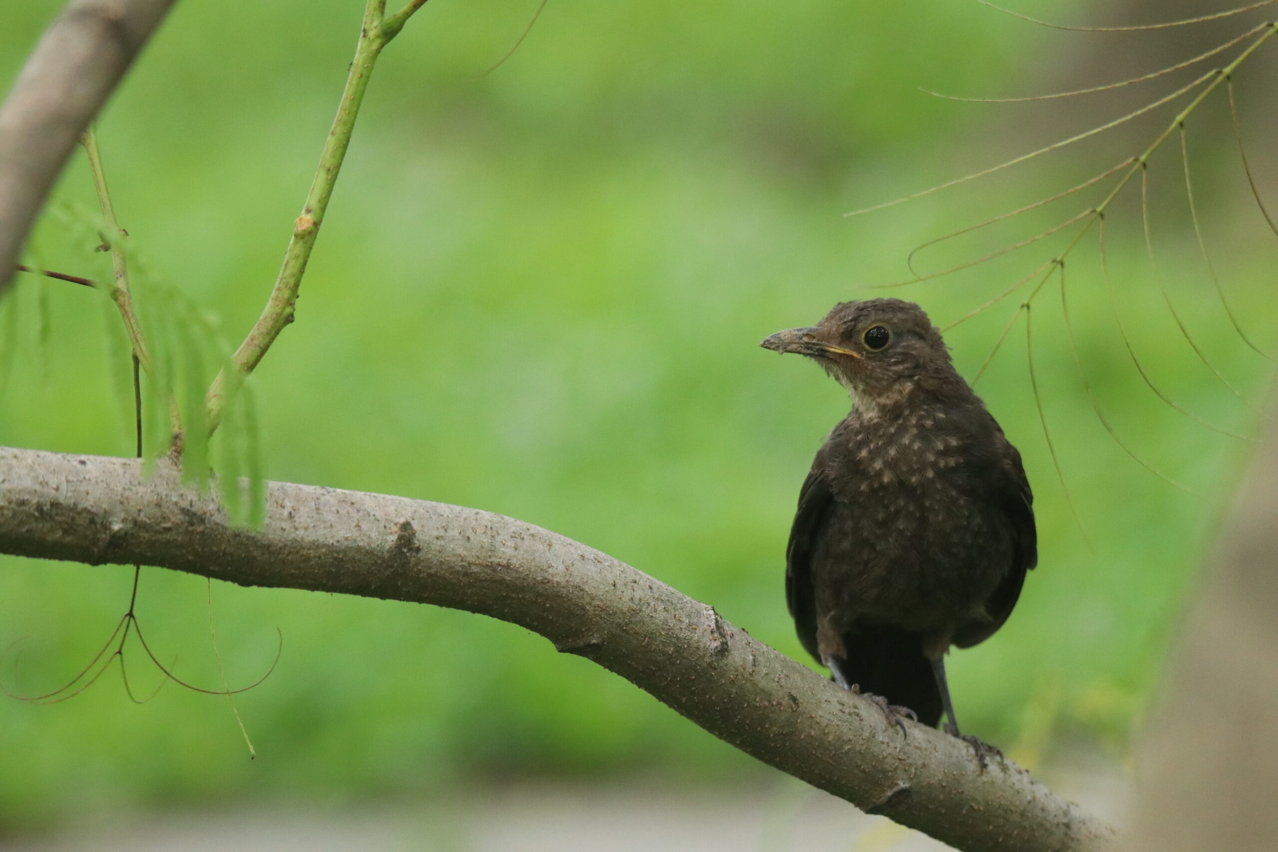 A small, dark Chinese Blackbird with speckled brown plumage sits on a gray branch against a blurred green background. The bird is facing slightly to the right, appearing alert and focused. The branch has several leaves hanging from it, adding texture to the scene. The overall composition creates a natural and peaceful image of wildlife in its habitat.
