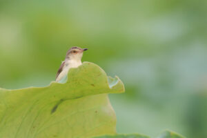 A small brown bird with a delicate crest sits perched on a large, vibrant green lotus leaf. The bird is facing slightly to the right, its head tilted as if observing something. The background is softly blurred, consisting of more green leaves suggesting a lush natural setting. lighting is soft and diffused, enhancing the peacefulness of the scene.  The focus is sharply on the bird and the leaf it rests upon. It’s a close-up shot that captures a quiet moment in nature.
