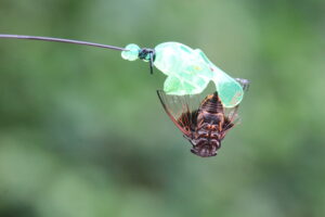 A close-up photograph a Cicada upside down sticked to a sticky bubble made by human to capture this beautiful insect. It is really sad to see this.