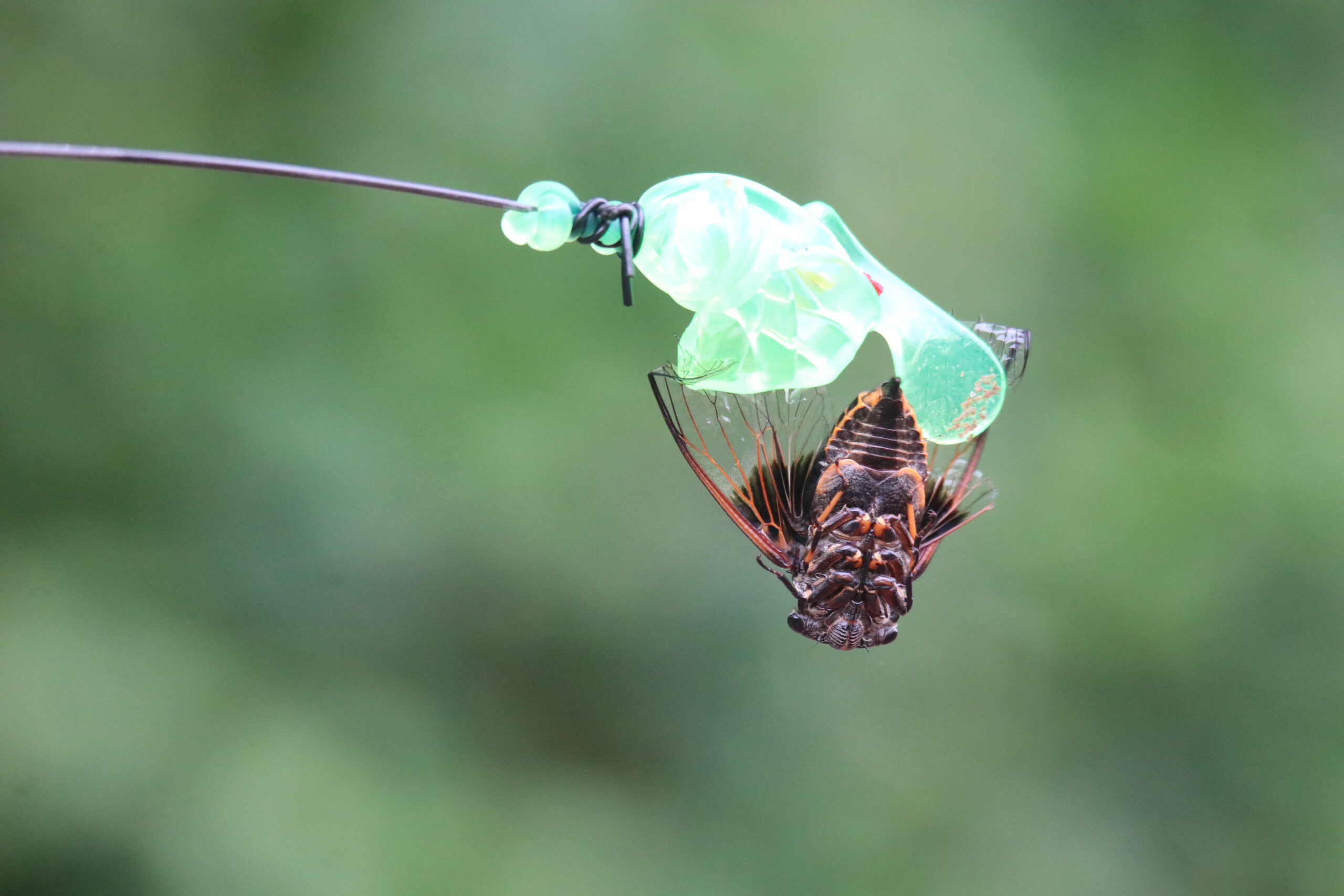 A close-up photograph a Cicada upside down sticked to a sticky bubble made by human to capture this beautiful insect. It is really sad to see this.