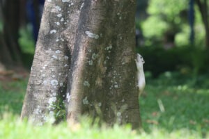 A fluffy white squirrel clings to the textured trunk of a large tree, its tiny paws gripping tightly as it looks up. The bark is covered in patches of grey lichen, adding to the natural and slightly overgrown feel of the scene. Green grass surrounds the base of the tree, blurring into the background which includes other trees and foliage creating depth. Sunlight filters through the leaves, casting a soft glow on the squirrel and its surroundings.