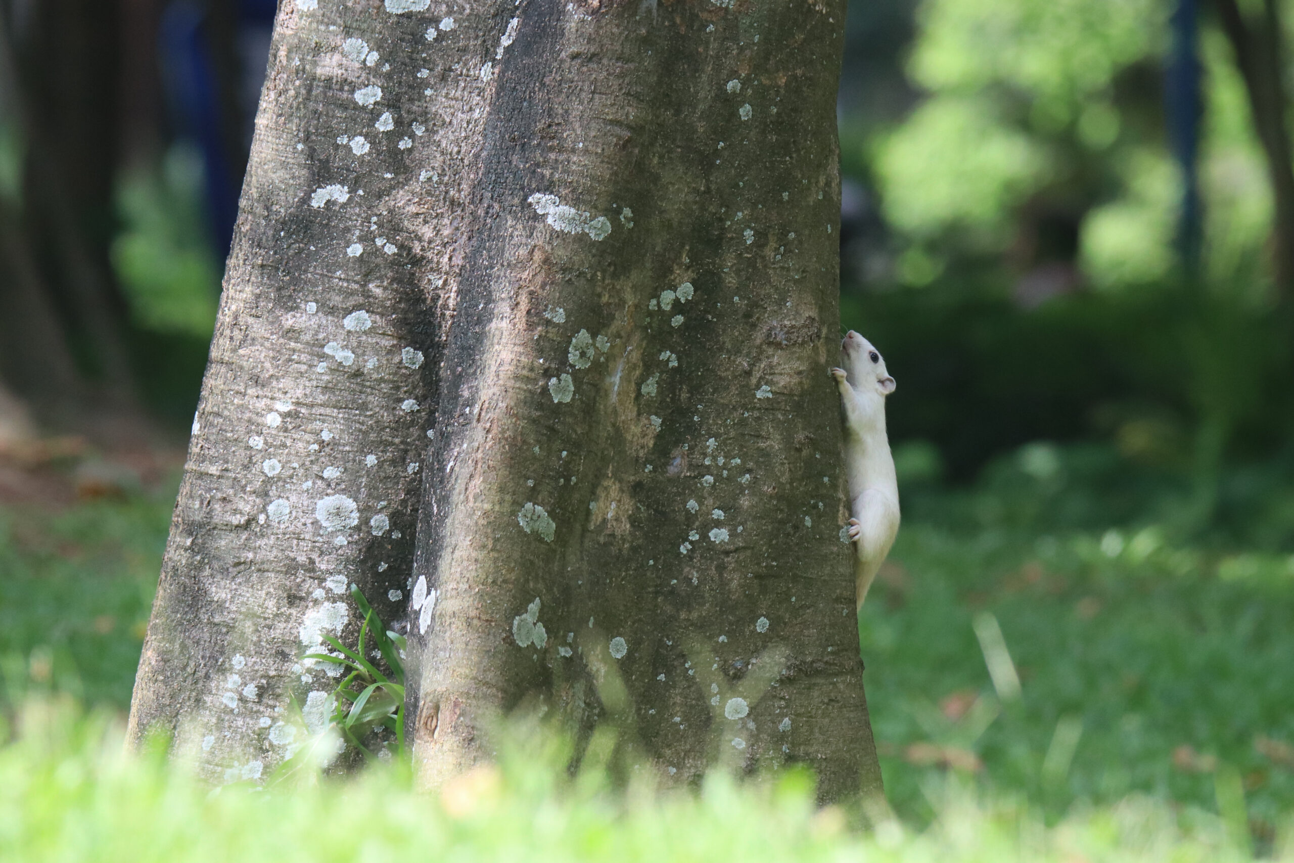 A fluffy white squirrel clings to the textured trunk of a large tree, its tiny paws gripping tightly as it looks up. The bark is covered in patches of grey lichen, adding to the natural and slightly overgrown feel of the scene. Green grass surrounds the base of the tree, blurring into the background which includes other trees and foliage creating depth. Sunlight filters through the leaves, casting a soft glow on the squirrel and its surroundings.