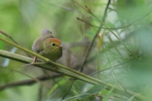 A small, vibrant bird perches on a slender branch amidst lush greenery. The bird has olive-green plumage, accented by a reddish-orange beak and legs, and delicate, ruffled feathers around its head. Its bright yellow eye is visible, adding to its charm. The background is softly blurred with various shades of green leaves and stems, creating a shallow depth of field that draws attention to the bird. The overall impression is one of tranquility and natural beauty. 