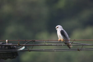 A striking black-winged kite perches on a power line against a blurred green background. The bird has red eye, white head, black and gray wings, orange feet. It sits attentively with its gaze directed to the side.